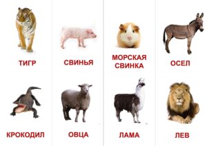 Печать развивающих карточек для детей дешево